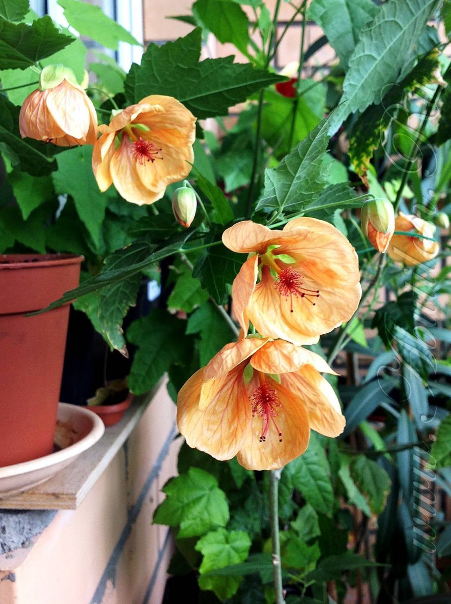 Абутилон Челентано