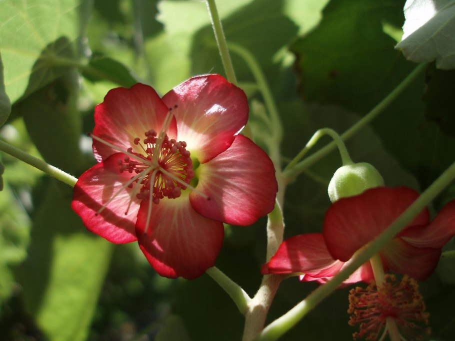 Клен абутилон в саду