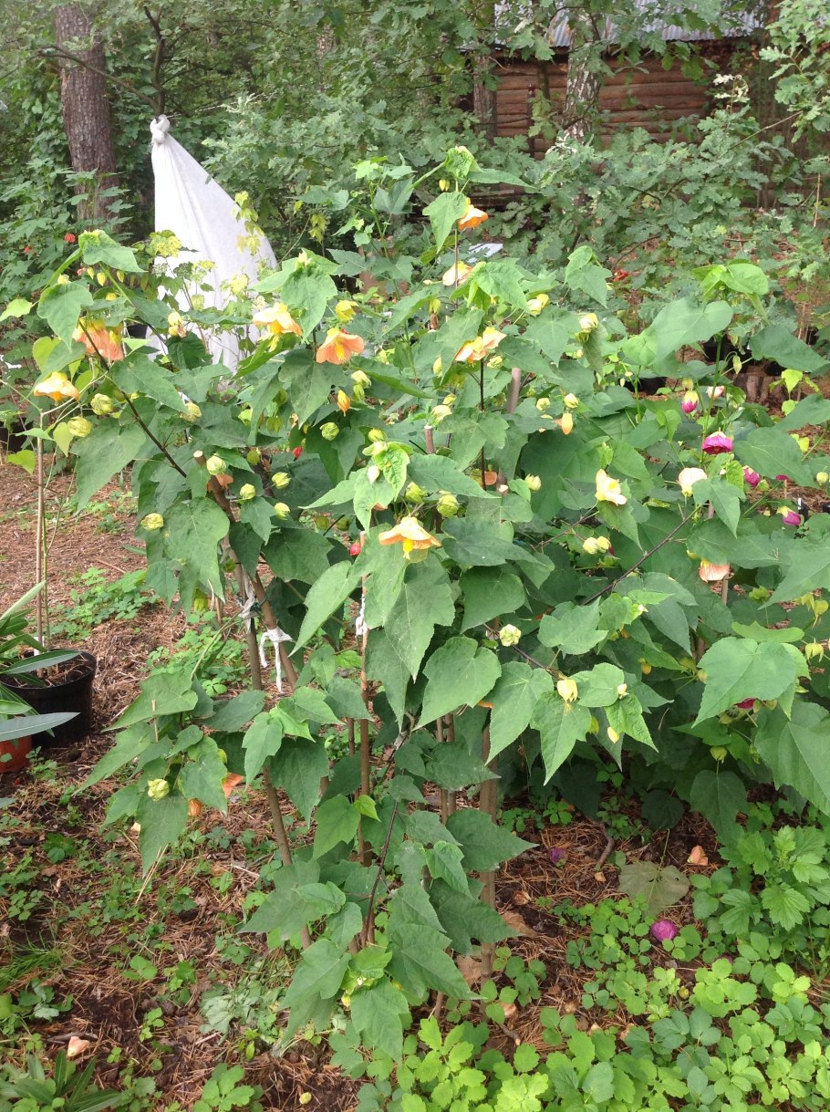 Абутилон на Южном окне