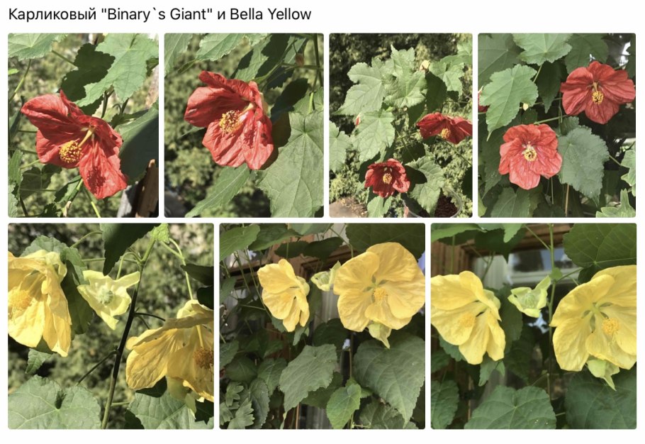 Абутилон рассада