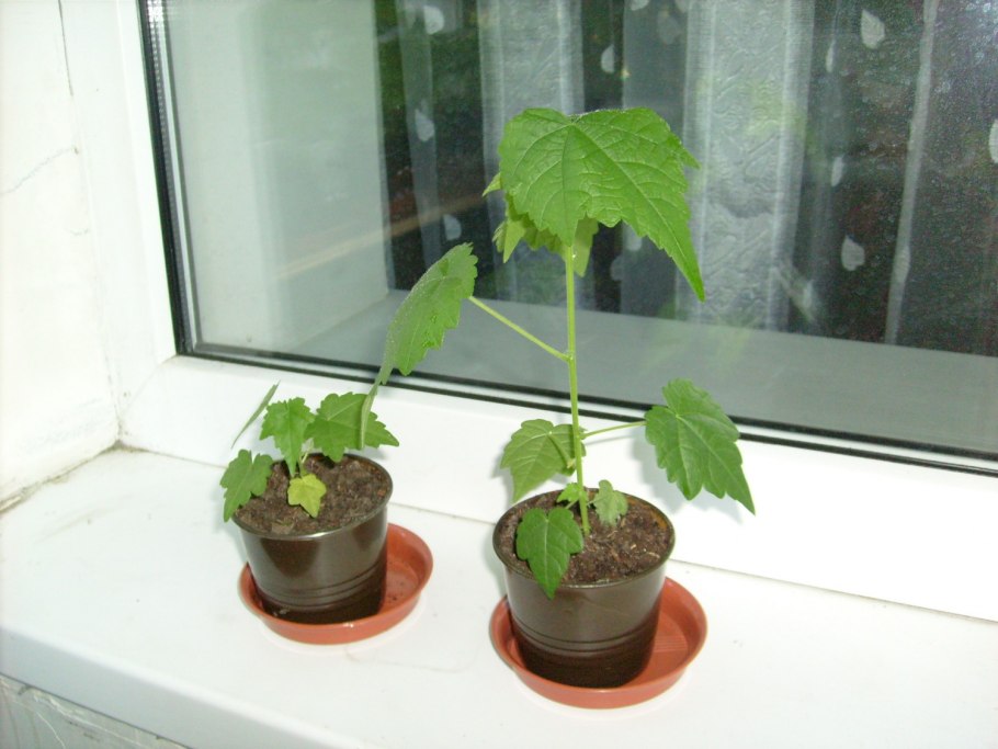 Черенки клена остролистного