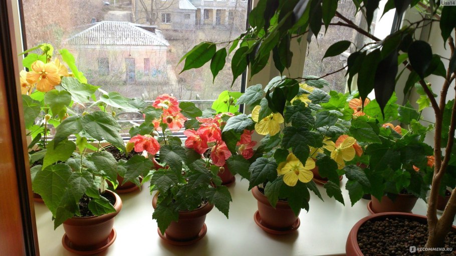 Абутилон Морозко описание