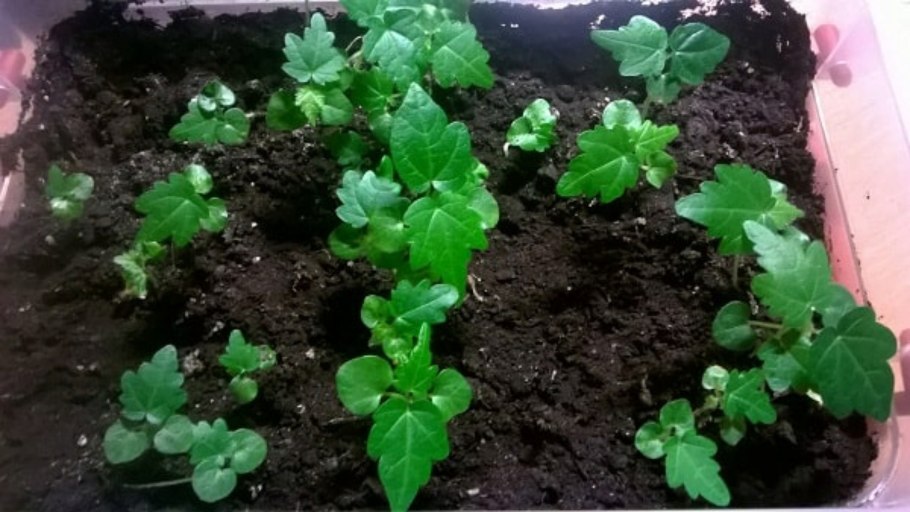 Абутилон дитя Пьера