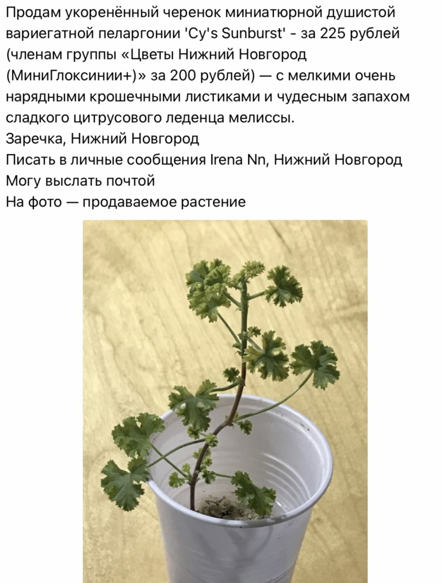 Черенки клена остролистного