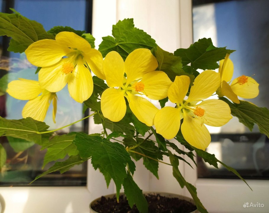 Абутилон черенкование