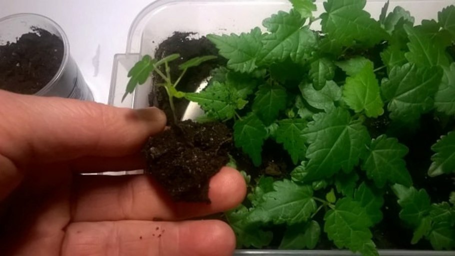 Пеларгония душистая черенкование