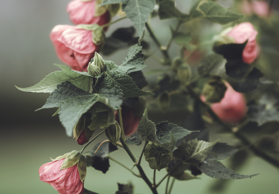 Ирина Гончарова абутилон