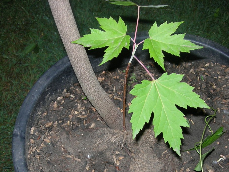 Библия садовых растений. Обновленное и дополненное издание