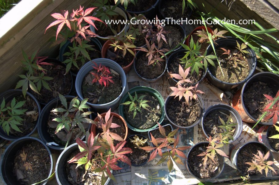 Летняя обрезка розы плетистой