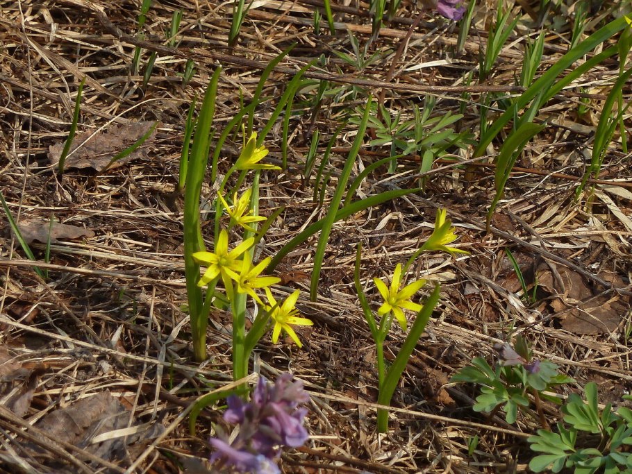 Гусиный лук (Gagea lutea)