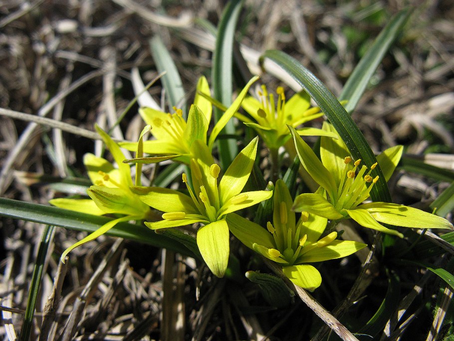 Гусиный лук (Gagea lutea)