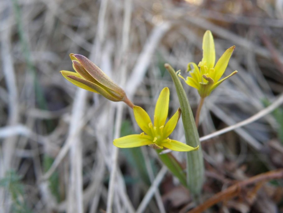 Гусиный лук жёлтый (Gagea lutea)