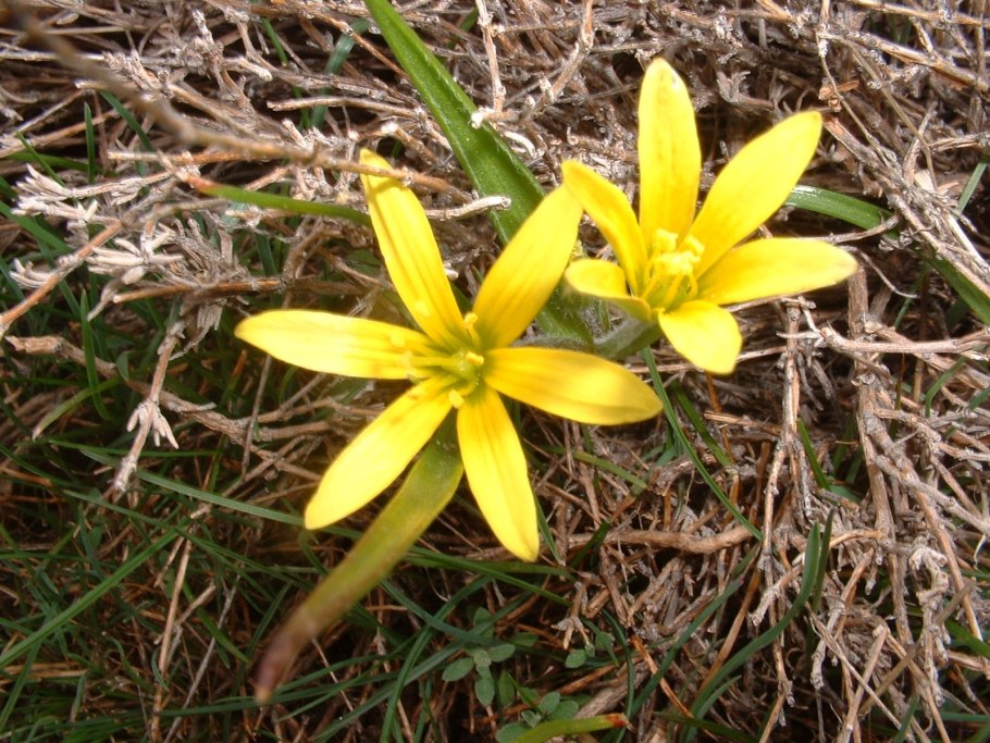 Gagea lutea гуси́ный лук жёлтый, или Га́гея жёлтая