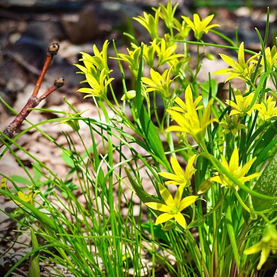 Gagea lutea