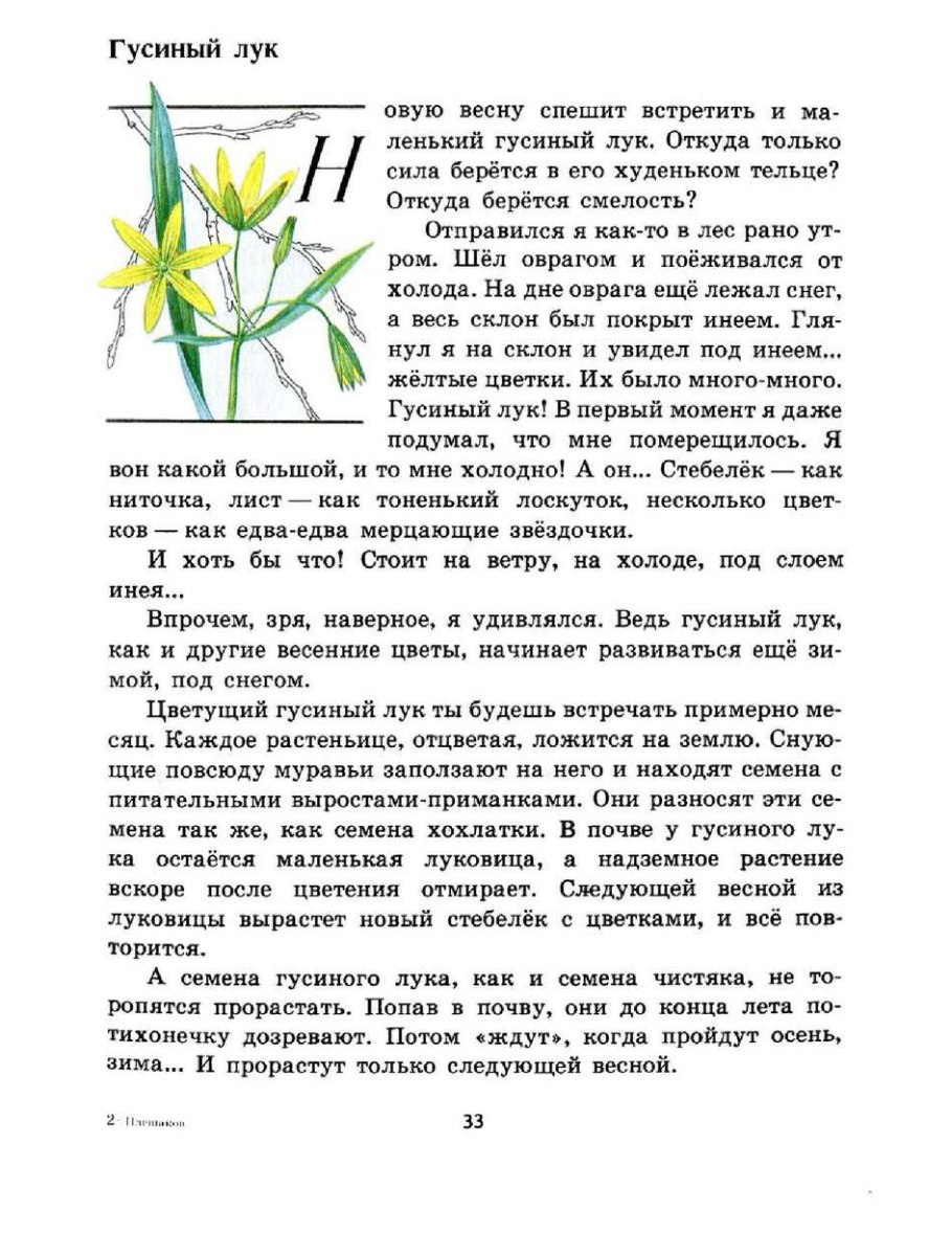 Гусиный лук малоцветковый