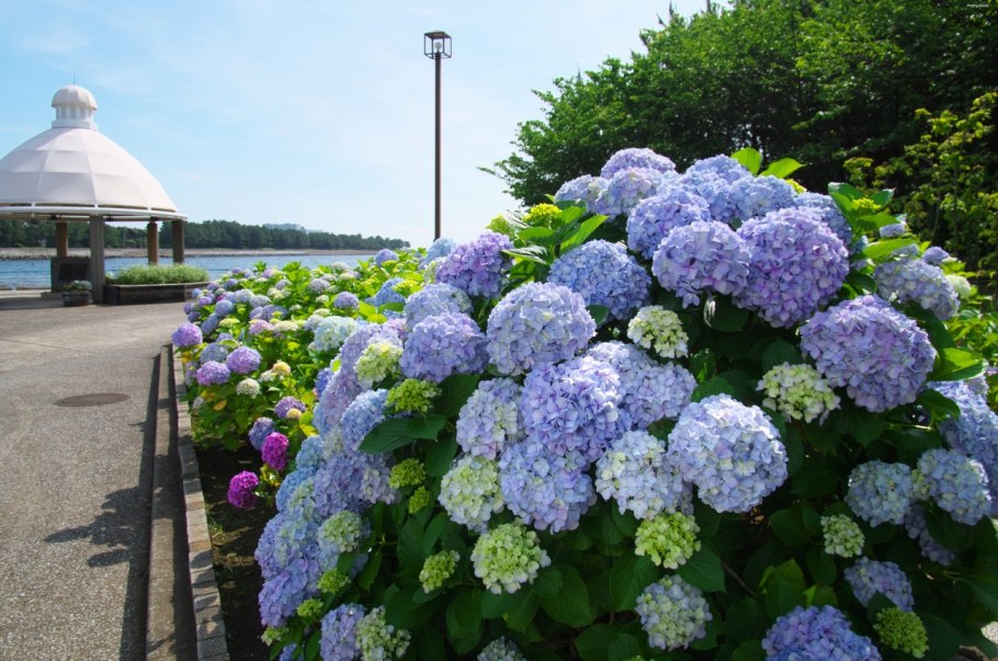 Гортензия Аиша крупнолистная