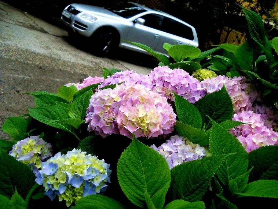 Гортензия клеродендрум