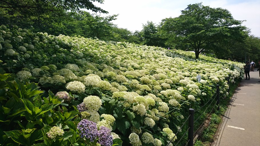 Гортензия в Японии