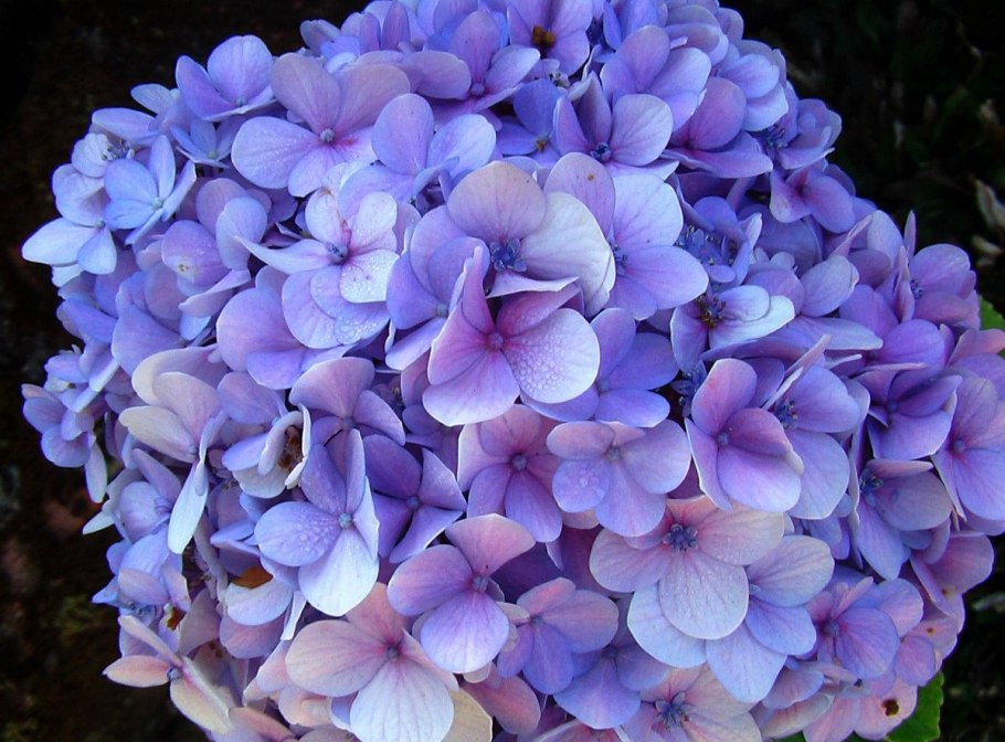 Абхазия гортензия Акармара гортензия