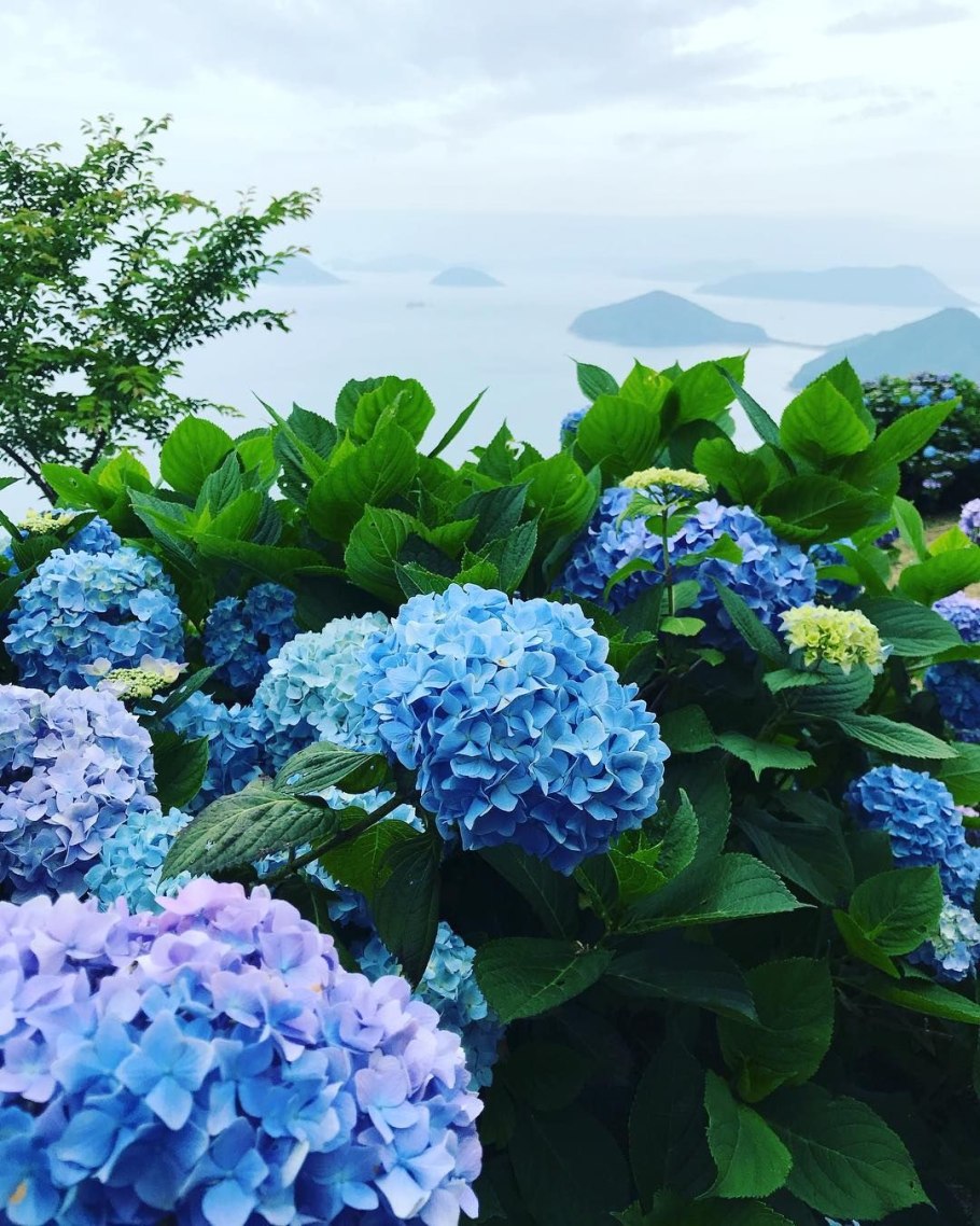 Гортензия крупнолистная куст