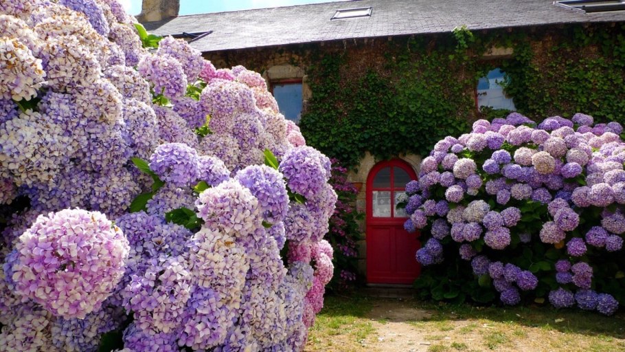 Компаньоны для крупнолистной гортензии