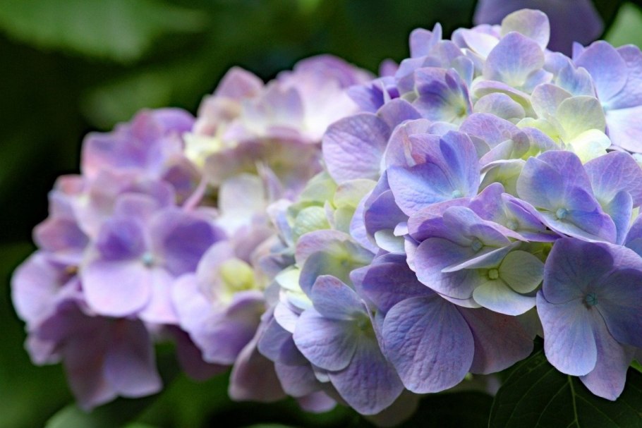 Лесная гортензия Япония