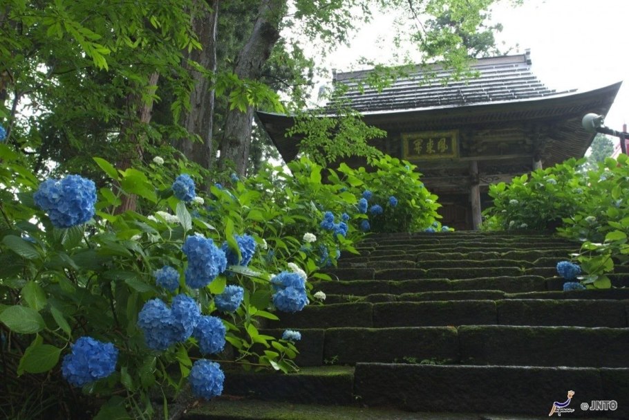 Гортензия Шлосс Цушендорф крупнолистная