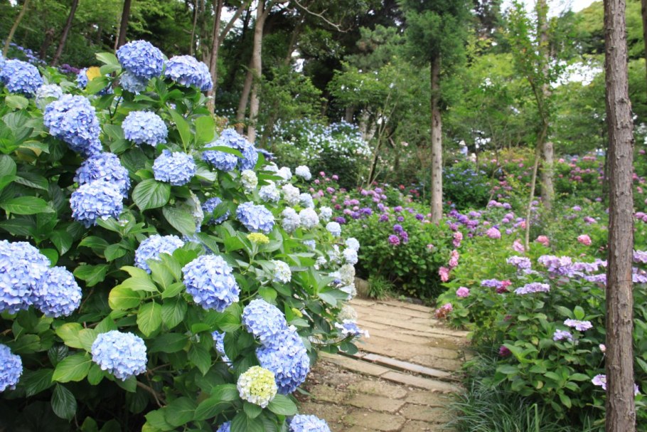 Гортензия Окская Весна