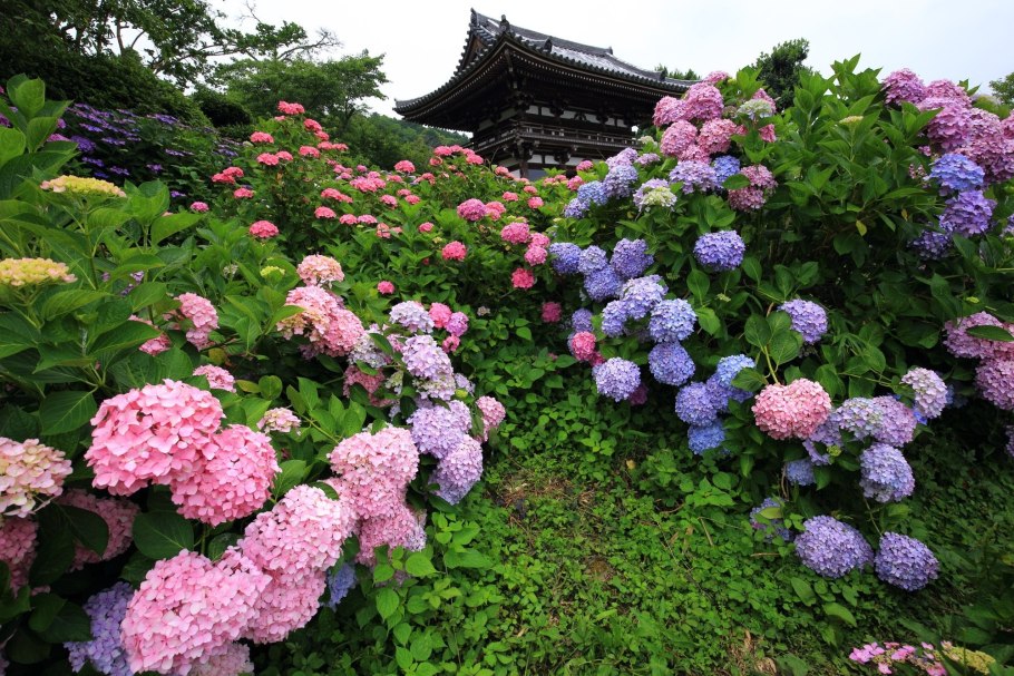 Цветение гортензии в Японии