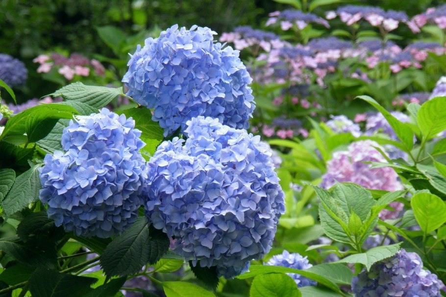 Гортензия Блю Гарден
