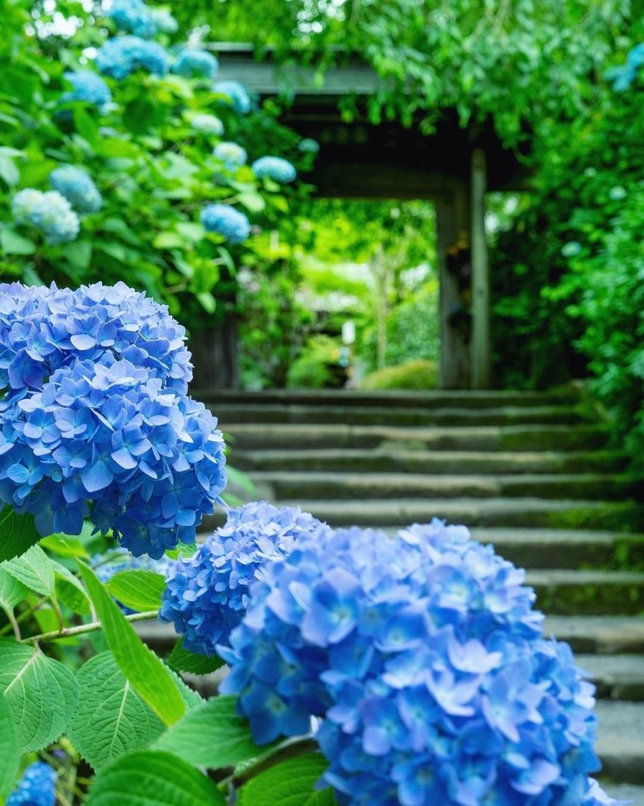 Лесная гортензия Япония