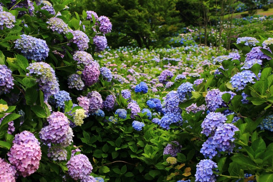 Бульденеж синий