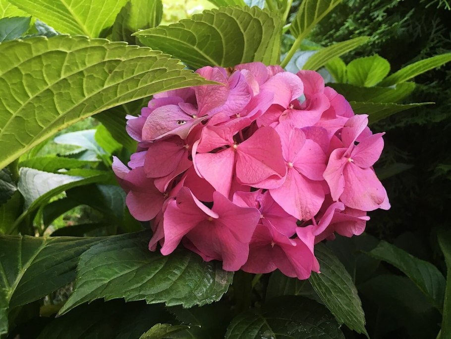 Азорские острова гортензии