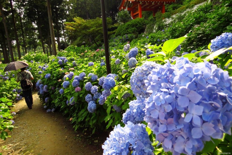 Гортензия в Японии