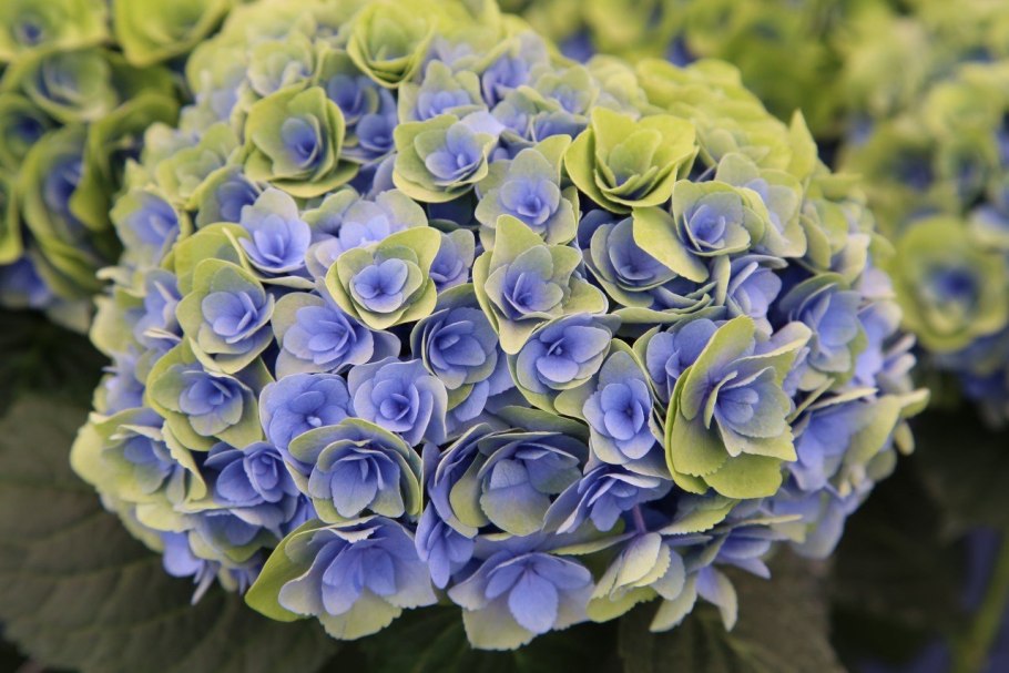 Долина цветущих гортензий, Тайвань