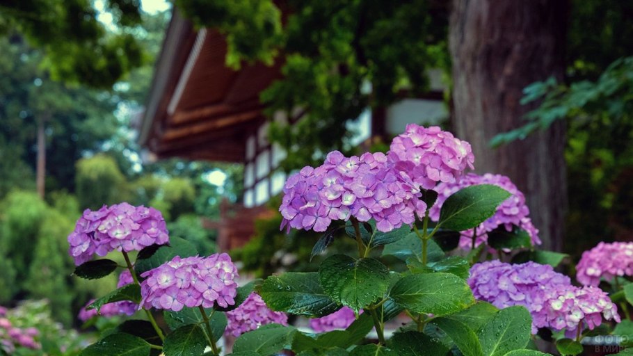 Лес гортензий в Японии