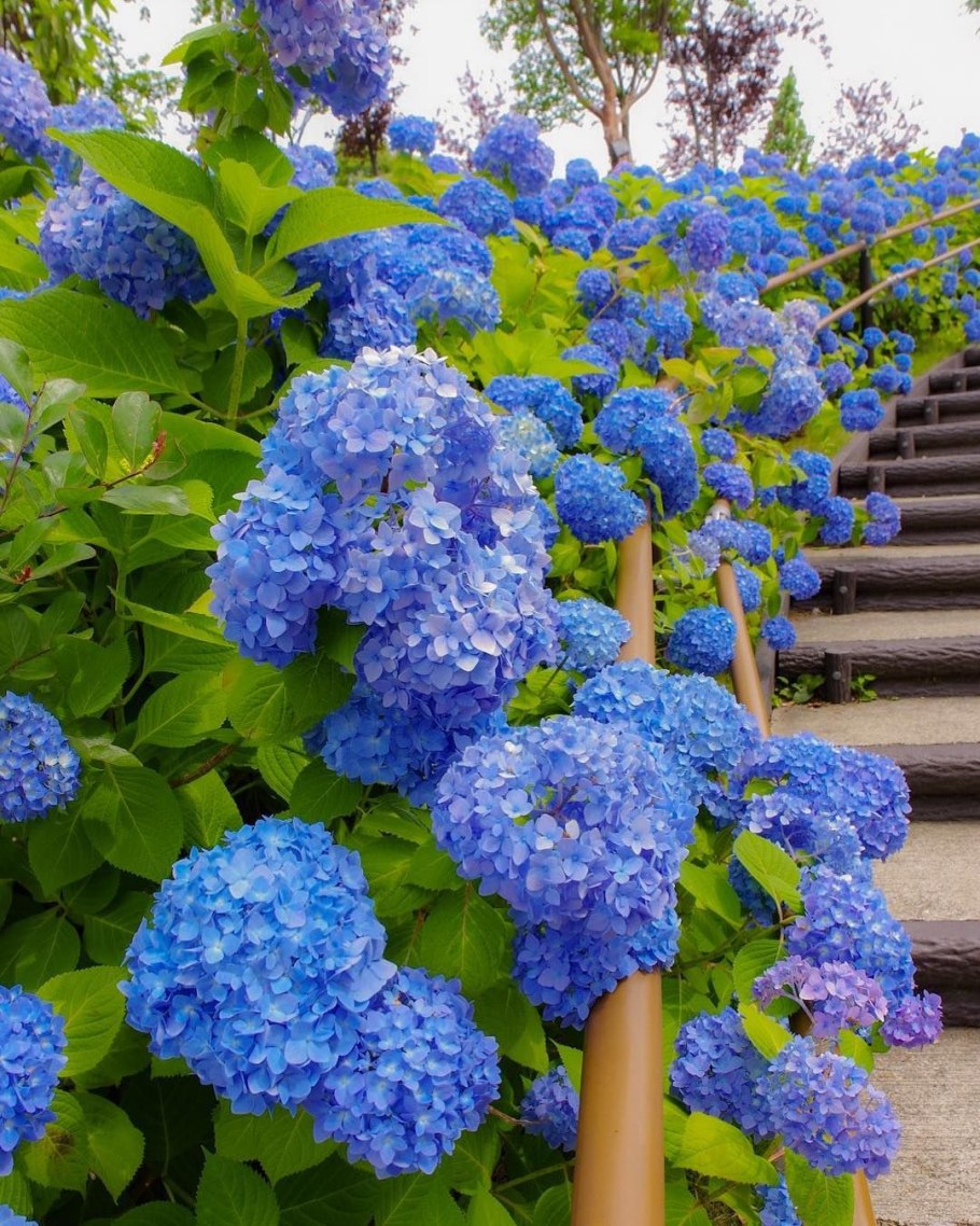 Гортензия Садовая зеленая