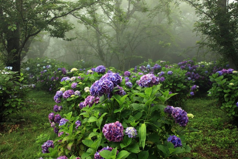 Гортензия крупнолистная Джемини