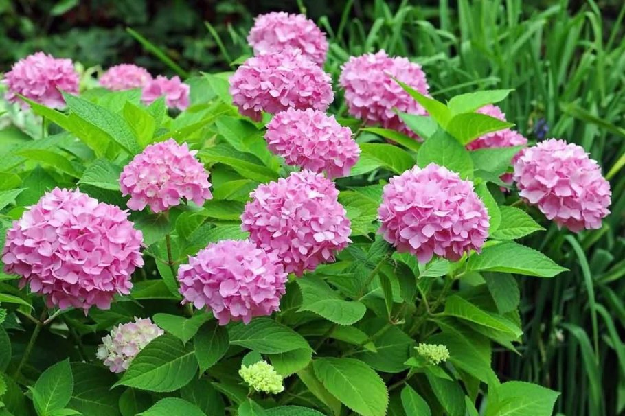 Гортензия черешковая синяя