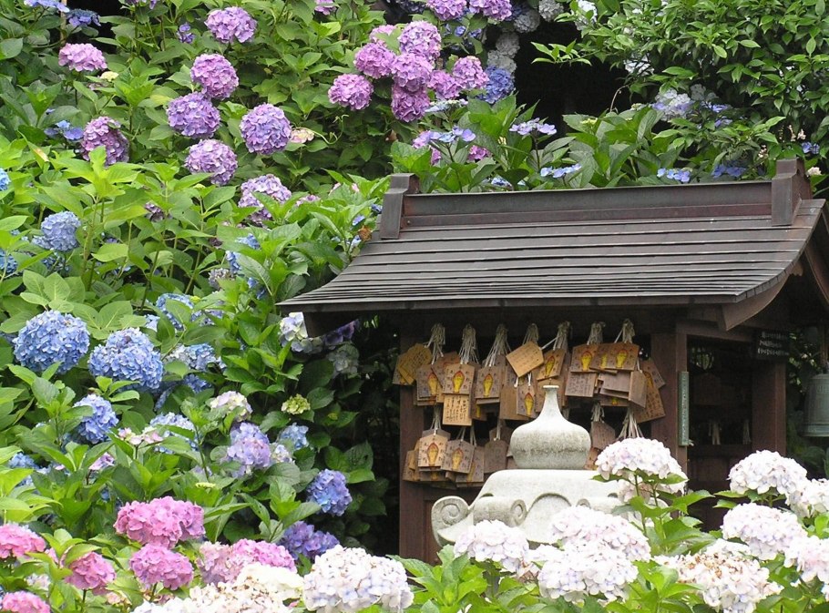 Сад гортензий в Японии
