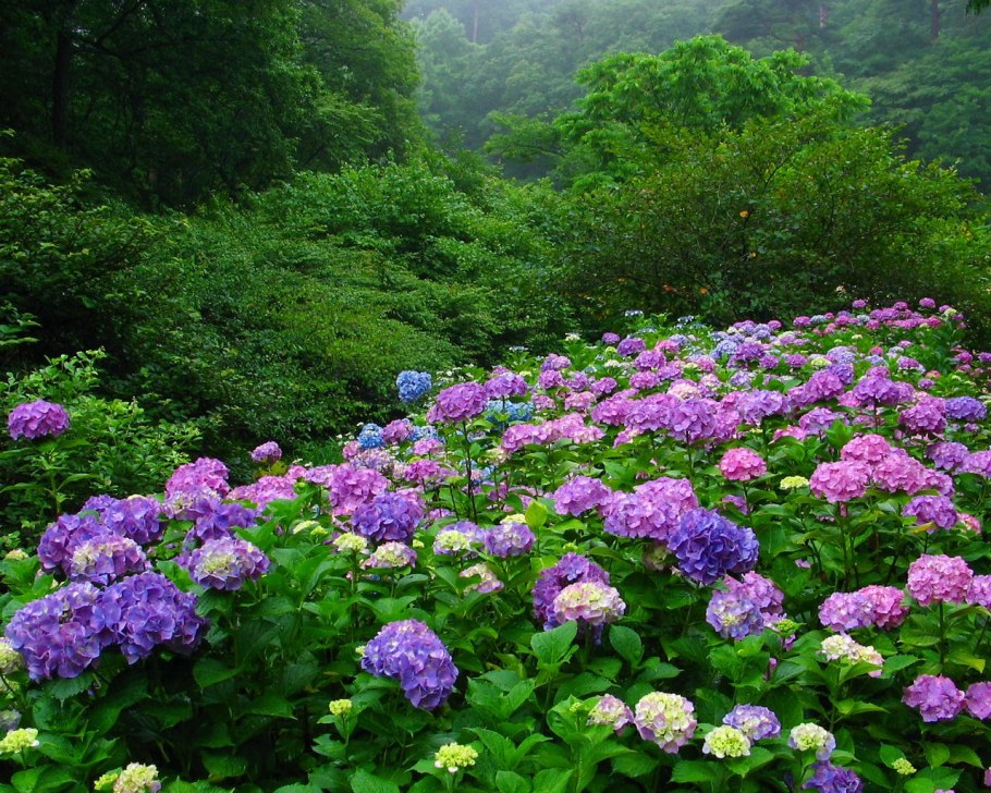 Гортензия Гули