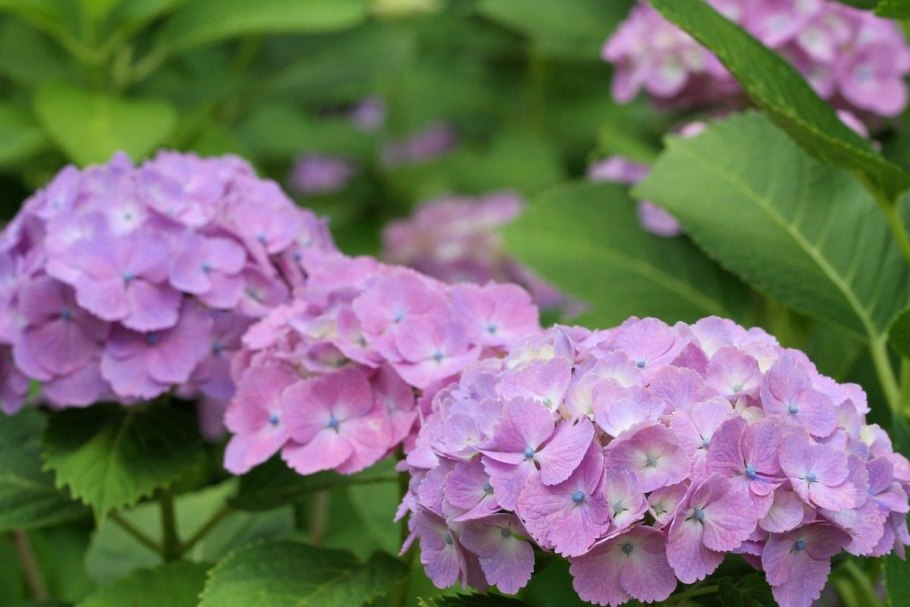 Японская Лесная гортензия