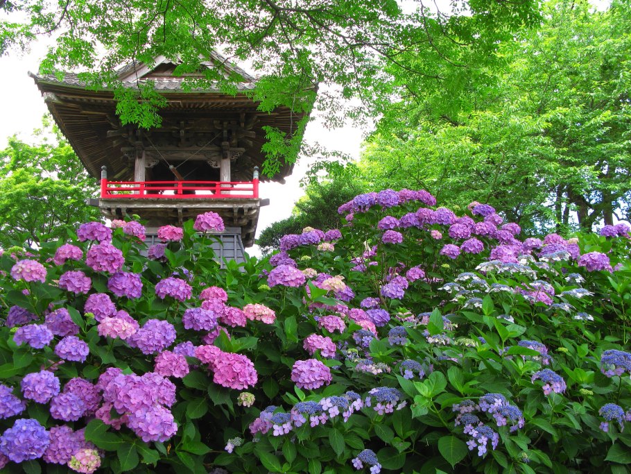 Лесная гортензия Япония