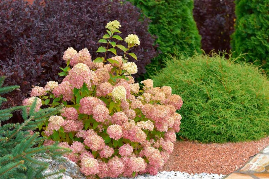 Японский сад гортензий