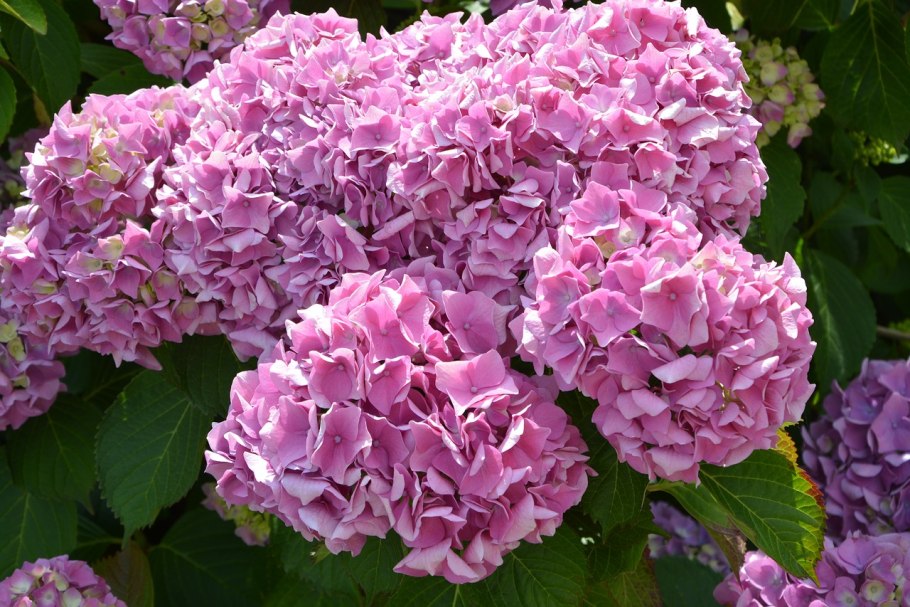 Гортензия мультифлора