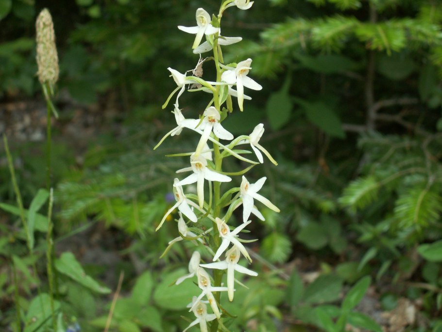 Любка двулистная (Platanthera bifolia)