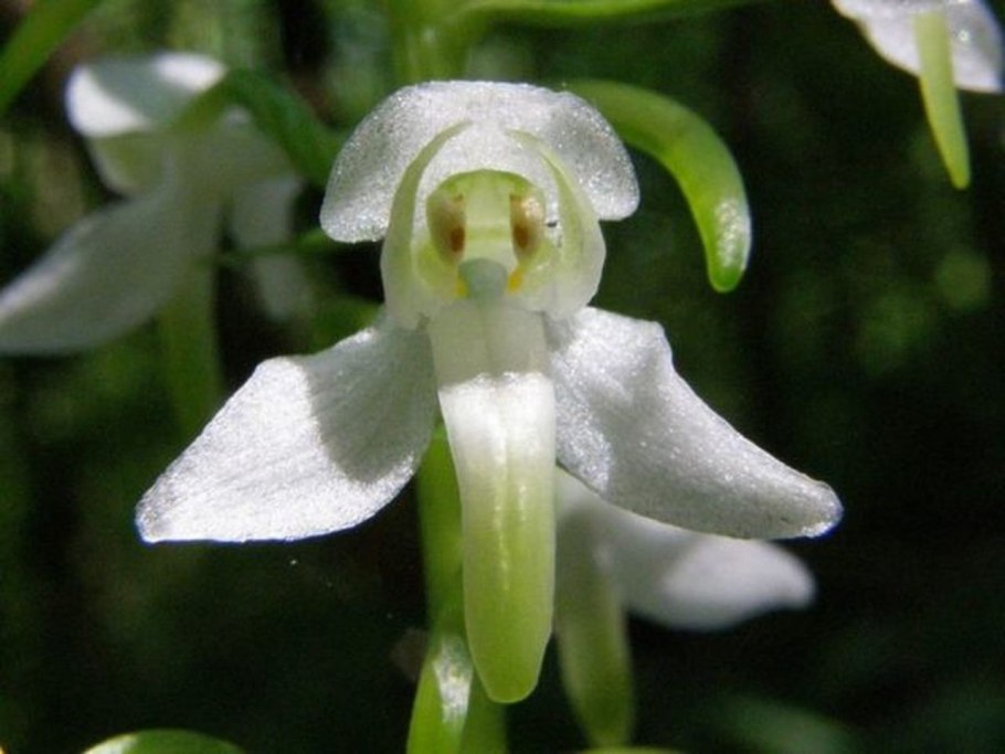 Любка двулистная - Platanthera bifolia (l.) Rich.
