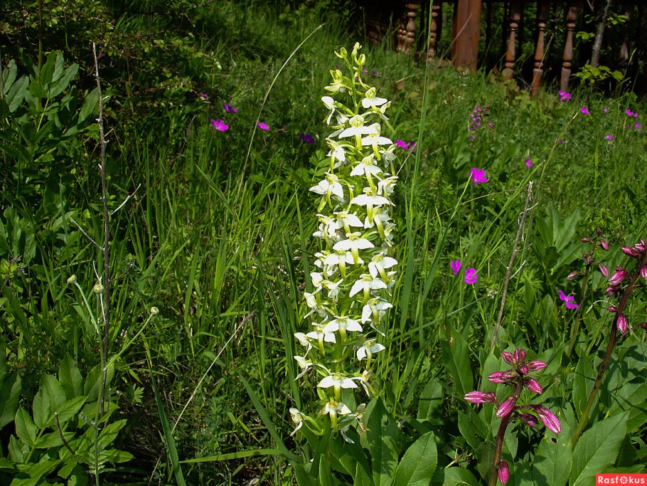 Любка двулистная (Platanthera bifolia)