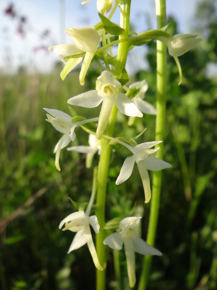 Любка зеленоцветковая — Platanthera chlorantha