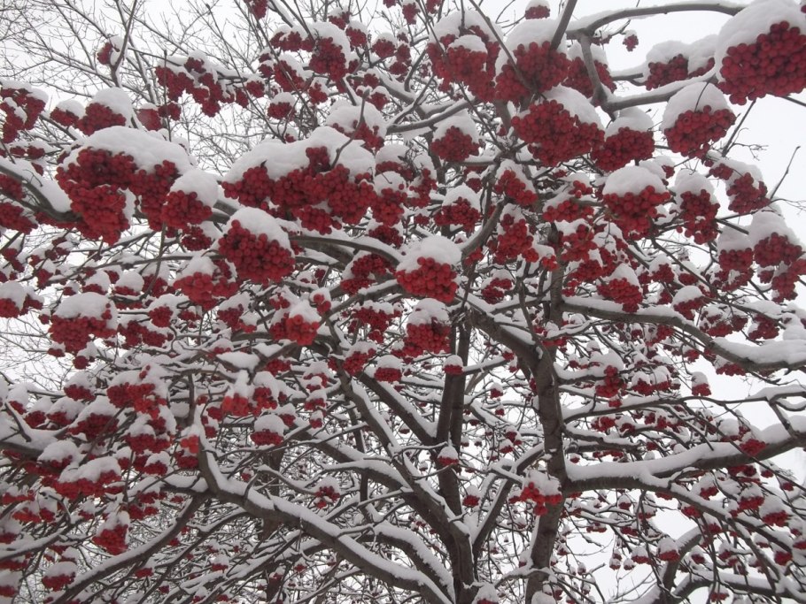 Корица бадьян гранат